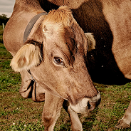 Dairy Farmer Wants to Make Milk for Vegans