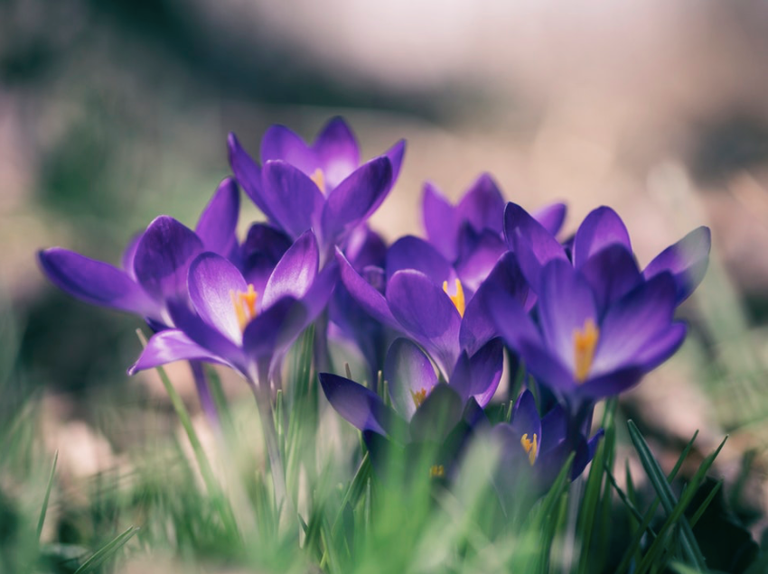 4 Ayurveda Tips for Enjoying Spring: Part 1