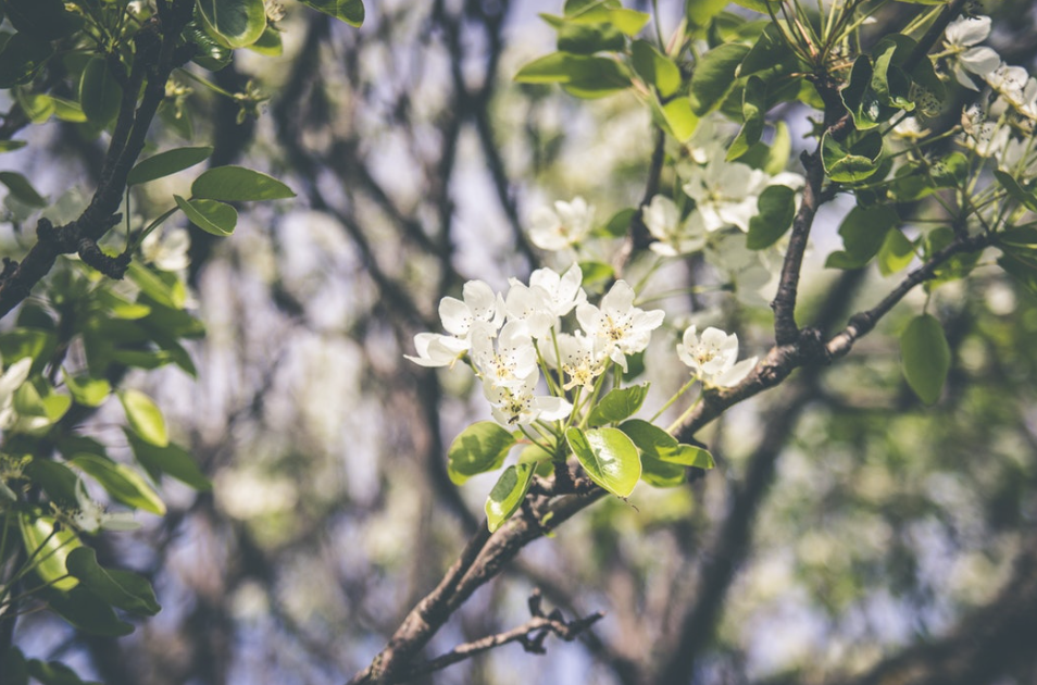 Ayurveda Tips for Enjoying Spring: Part 2